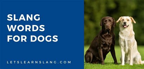 big dog slang|More.